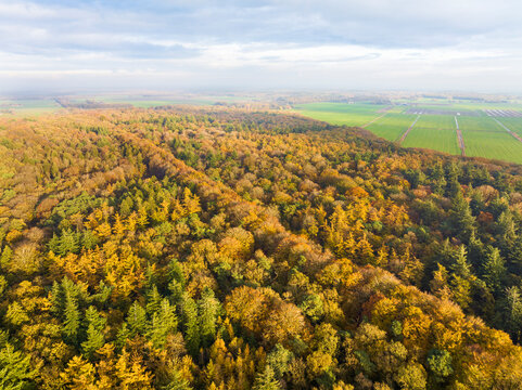 Aerial view of ancient mixed forest Rijsterbos in autumn colours, Rijs, Gaasterland, Friesland, Netherlands.