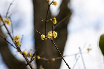 Chimonanthus praecox, also known as wintersweet and Japanese allspice. Close up on the yellow flowers. It's native to China but it has become popular worldwide.