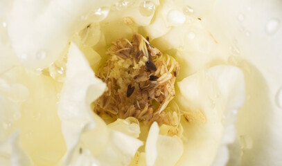 Fototapeta premium A beautiful flower called rose. Sign of tenderness. Beauty. Nature. Love.