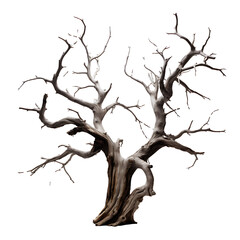 Dry dead tree on transparent background PNG
