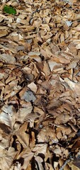 Feuilles mortes