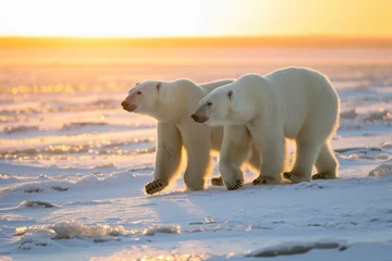 Foto op Canvas side way two Polar bear walks on snow during sunrise © EmmaStock
