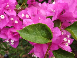 Close up of pink bougainvillea flowers and leaves. Dew drops on leaves. Cute flowers bush growing outdoors in the garden. 