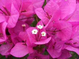 Close up Bougainvillea flowers, Bougainvillea glabra flower. Closeup view of beautiful colorful blooming with cute flowers bush growing outdoors.