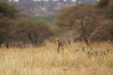 african wildlife, cheetah