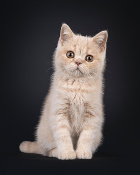 Cute British Shorthair cat kitten, sitting up facing front. Looking to camera. Isolated on a black background.