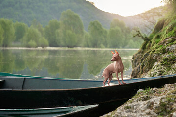 A sleek, attentive hairless dog stands in an old boat by a calm lake. Pet at nature