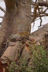 african wildlife, male leopard, tree, bush