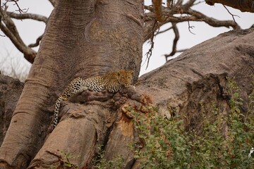 african wildlife, male leopard, tree, bush