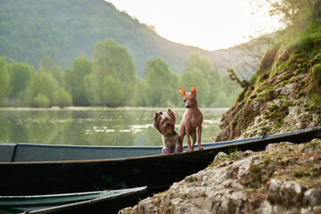Two dogs, a hairless and a terrier, gaze into the distance from a boat by a serene lake