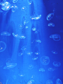 Beautiful light reflection on jellyfish in the at the Institute of Marine Science Burapha University. 