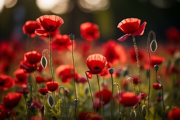 Fototapeta premium Vibrant poppy flowers on a soft bokeh background with ample copy space for text placement