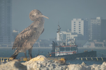 A double exposure image of Socotra cormorant with highrise building and boast at the backdrop, at...