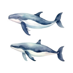 set watercolor whale illustration on white background