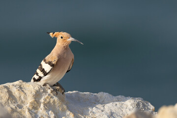 Hoopoe perched on limestone rock at Busaiteen coast of Bahrain