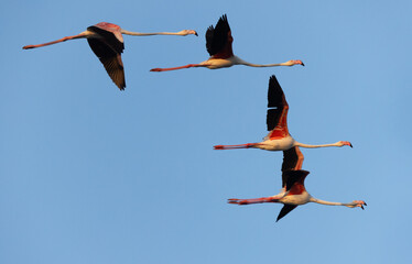 Obraz premium Greater Flamingos in flight at Mameer in the morning, Bahrain