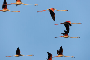 Greater Flamingos in flight at Mameer in the morning, Bahrain