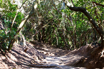 Laurisilva natural old rainforest on the island of La Gomera, Cnaryian Islands in Spain.