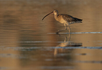 Eurasian curlew in the morning light at Mameer creek,  Bahrain
