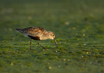 Dunlin on green at mameer creek, Bahrain