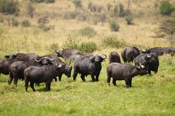 african wildlife, herd of cape buffaloes