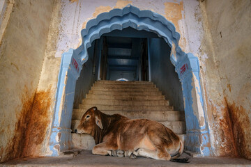 A cow lying on the doorway of an old building in the old town of Pushkar, India. - 710759100