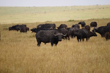 african wildlife, herd of cape buffaloes - obrazy, fototapety, plakaty
