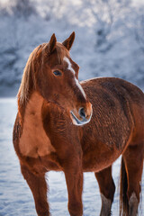 Chestnut coloured Freiberger horse with white marking and clipped chest in the snow