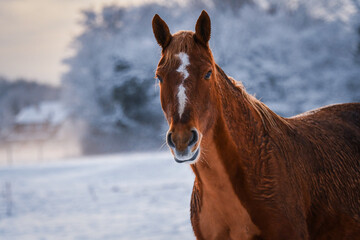 Chestnut coloured Freiberger horse with white marking and clipped chest in the snow looking curious