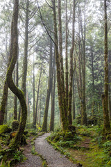 Fototapeta premium Hiking trail in the forest in mist