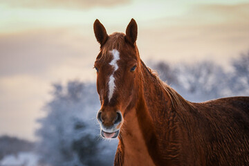 Happy chestnut coloured Freiberger horse with white marking and clipped chest in the snow sticking out tongue