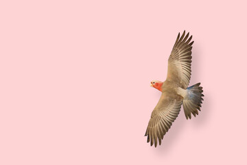 Fototapeta premium Beautiful flying Galah Cockatoo on pink background.
