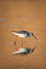 Redshank Tringa totanus on the beach