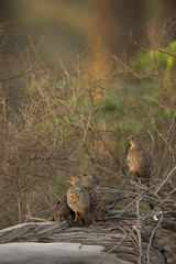 Closeup of a Grey francolins at Hamala, Bahrain