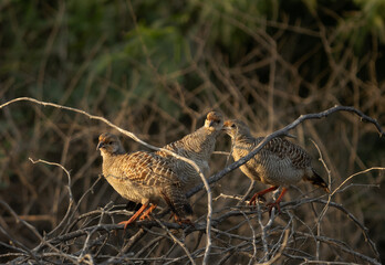 Grey francolins perched on bushes in the morning hours at Hamala, Bahrain