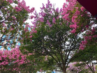 Biarritz -Jupiter tree