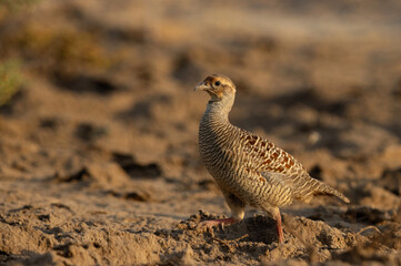 Grey francolin running in the barren land at Hamala, Bahrain