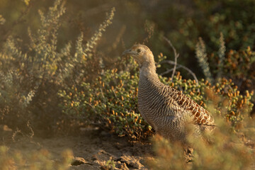 Grey francolin emerging out from bushes at Hamala, Bahrain
