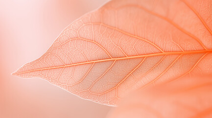 Trendy peach leaf texture, close up. Abstract macro apricot leaves creative background. Concept color of the year 2024 Peach Fuzz.