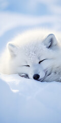 Obraz premium Close-Up of an Arctic fox (Vulpes lagopus) sleeping in the snow