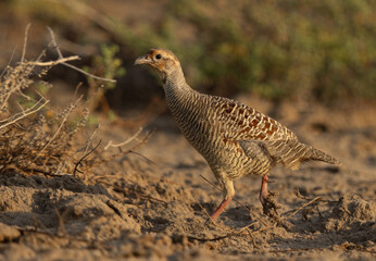 Closeup of a Grey francolin at Hamala, Bahrain