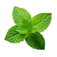 mint leaves isolated on white background, png