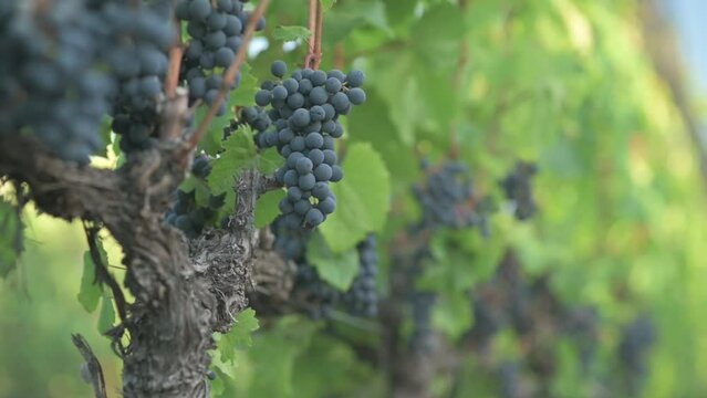 Plano medio de vi&ntilde;edo con racimo de uva tinta a foco y fondo desenfocado