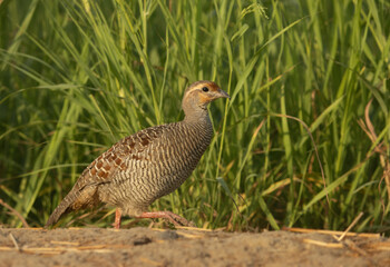 Closeup of a Grey francolin in a farmland at Hamala, Bahrain