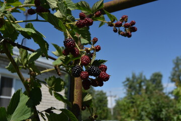 Blackberries ripen in the sun. A blackberry bush entwined an old metal pipe. Among the green leaves...