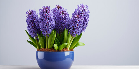 Purple hyacinths in a flower pot on a plain light background