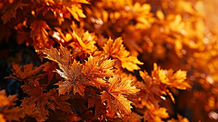 autumn leaves on fire