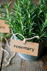 rosemary in a flowerpot in the kitchen. Selective focus.