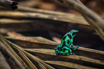 Poison dart frog (Dendrobates auratus) in Cahuita National Park (Costa Rica)