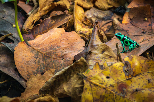 Poison dart frog (Dendrobates auratus) in Cahuita National Park (Costa Rica)